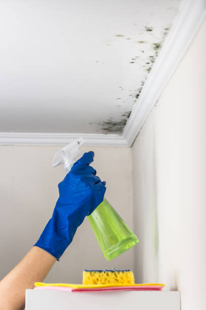 Best Mold Testing and Removal  in Spring Green, WI